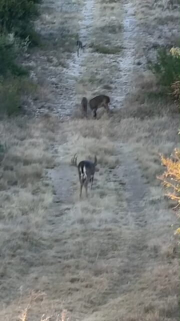 Antlers are built long before hunting season. As bucks move through spring and summer growth, protein becomes one of the biggest drivers behind body condition and antler development. Fortified Cottonseed was designed to give deer consistent protein, energy, vitamins, and minerals in one feed source so they have what they need during the most demanding time of the year. Keep the program consistent and let nutrition do the work.

Fortifiedcottonseed.com 

#feedfortified #fortifiedcottonseed #ranch #whitetails #exotics #goats #sheep