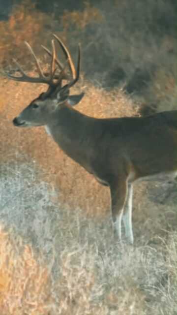 Big deer are not built by accident. They’re built through consistency, protein, energy, and a feed program that keeps working long after the season ends. Fortified Cottonseed delivers the nutrition deer need to support body condition, antler growth, and herd health when it matters most. Feed them right and let them reach their potential.

Fortifiedcottonseed.com 

#fortifiedcottonseed #ranch #texasranches #farm #whitetails #exotics #goats #sheep