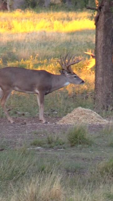 Built around what deer actually need.

Fortified Cottonseed combines the natural protein and energy of cottonseed with added vitamins and minerals to help support body condition, antler growth, and overall herd health. One feed source. One consistent program. That’s why more ranchers and wildlife managers continue to trust it season after season.

Good nutrition shows up in the deer.

Fortifiedcottonseed.com 

#fortifiedcottonseed #feedfortified #ranch #texaswhitetails #texasexotics